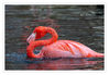 Zoo_Krehfeld_Flamingos_24.jpg
