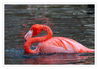 Dateiname=Zoo_Krehfeld_Flamingos_24.jpg
Dateigröße=443KB
Abmessungen: 850x592
hinzugefügt am: 05. Januar 2019 Zoo_Krehfeld_Flamingos_24.jpg