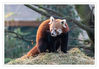 Dateiname=Zoo_Krehfeld_Roter_Panda_10.jpg
Dateigröße=445KB
Abmessungen: 850x592
hinzugefügt am: 30. Januar 2019 Zoo_Krehfeld_Roter_Panda_10.jpg
