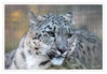 Dateiname=Zoo_Krehfeld_Schneeleopard__11.jpg
Dateigröße=428KB
Abmessungen: 850x591
hinzugefügt am: 29. Dezember 2018 Zoo_Krehfeld_Schneeleopard__11.jpg
