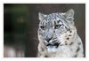 Dateiname=Zoo_Krehfeld_Schneeleopard__14.jpg
Dateigröße=396KB
Abmessungen: 850x589
hinzugefügt am: 29. Dezember 2018 Zoo_Krehfeld_Schneeleopard__14.jpg