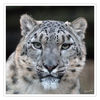 Dateiname=Zoo_Krehfeld_Schneeleopard_k__04.jpg
Dateigröße=645KB
Abmessungen: 850x850
hinzugefügt am: 28. Dezember 2018 Zoo_Krehfeld_Schneeleopard_k__04.jpg