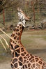 Dateiname=Zoom_Giraffe_05.jpg
Dateigröße=239KB
Abmessungen: 569x850
hinzugefügt am: 21. März 2010 Zoom_Giraffe_05.jpg