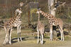 Zoom_Giraffe_07~0.jpg