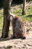 Zoom_Luchs_02.jpg