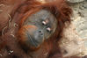 Zoom_Orang_Utan_04.jpg