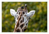 Dateiname=Zoom_Rothschildgiraffe_02.jpg
Dateigröße=617KB
Abmessungen: 1200x829
hinzugefügt am: 25. September 2022 Zoom_Rothschildgiraffe_02.jpg