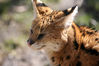 Zoom_Serval_01.jpg