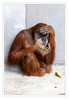Dateiname=Zoom_Sumatra-Orang-Utan_28Pongo_abelii29_10.jpg
Dateigröße=694KB
Abmessungen: 834x1200
hinzugefügt am: 23. September 2022 Zoom_Sumatra-Orang-Utan_28Pongo_abelii29_10.jpg