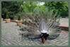 Dateiname=a003-2-ba-r-k-IMG_4232.jpg
Dateigröße=1192KB
Abmessungen: 1200x815
hinzugefügt am: 01. Juni 2021 a003-2-ba-r-k-IMG_4232.jpg