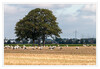 Dateiname=a1Stoerche_auf_dem_Feld_08.jpg
Dateigröße=926KB
Abmessungen: 1200x832
hinzugefügt am: 30. August 2020 a1Stoerche_auf_dem_Feld_08.jpg
