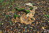 Dateiname=a59d09678-c913-4be9-b3b3-d9d6e92411b5.JPG
Dateigröße=1233KB
Abmessungen: 1200x800
hinzugefügt am: 06. Oktober 2020 a59d09678-c913-4be9-b3b3-d9d6e92411b5.JPG
