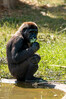 Dateiname=aK_Gorilla_09.jpg
Dateigröße=916KB
Abmessungen: 800x1200
hinzugefügt am: 17. Juni 2020 aK_Gorilla_09.jpg