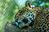 Dateiname=aK_Jaguar_07.jpg
Dateigröße=888KB
Abmessungen: 1200x800
hinzugefügt am: 18. Juni 2020 aK_Jaguar_07.jpg