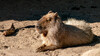 Dateiname=aK_Wasserschwein_01.jpg
Dateigröße=1084KB
Abmessungen: 1200x675
hinzugefügt am: 18. Juni 2020 aK_Wasserschwein_01.jpg