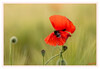 Dateiname=aKlatschmohn_15.jpg
Dateigröße=530KB
Abmessungen: 1200x829
hinzugefügt am: 30. Mai 2024 aKlatschmohn_15.jpg