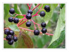aSchwarze_Beeren_01.jpg