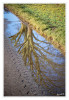 aSpiegelung_Baum.jpg