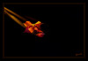 a_Licht_Herbstblatt.jpg