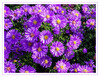 Dateiname=aa_Herbstastern_02.jpg
Dateigröße=1247KB
Abmessungen: 1200x925
hinzugefügt am: 21. September 2023 aa_Herbstastern_02.jpg