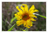Dateiname=aa_Sonnenblume_02.jpg
Dateigröße=630KB
Abmessungen: 1200x831
hinzugefügt am: 31. August 2023 aa_Sonnenblume_02.jpg