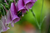 Dateiname=bFingerhut_mit_Hummel_Roland.jpg
Dateigröße=547KB
Abmessungen: 1200x800
hinzugefügt am: 16. Juni 2024 bFingerhut_mit_Hummel_Roland.jpg