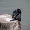 Dateiname=b_Kandy_Kormoran_01.jpg
Dateigröße=562KB
Abmessungen: 850x850
hinzugefügt am: 08. Juli 2018 b_Kandy_Kormoran_01.jpg