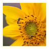 Dateiname=bb2020_08_Sonnenblumenbesucher_06.jpg
Dateigröße=730KB
Abmessungen: 1200x1200
hinzugefügt am: 25. August 2020 bb2020_08_Sonnenblumenbesucher_06.jpg