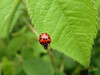 Dateiname=cDSCN1546~0.JPG
Dateigröße=694KB
Abmessungen: 1200x900
hinzugefügt am: 14. Mai 2020 cDSCN1546~0.JPG
