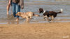 c_Hundestrand_Hunde_01.jpg