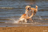 c_Hundestrand_Hunde_05.jpg