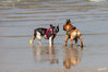 c_Hundestrand_Hunde_09.jpg