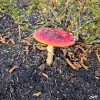 Dateiname=chris_2_Fliegenpilz.jpg
Dateigröße=1567KB
Abmessungen: 1200x1200
hinzugefügt am: 20. Oktober 2025 chris_2_Fliegenpilz.jpg