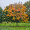 Dateiname=chris_2~0.JPG
Dateigröße=1971KB
Abmessungen: 1200x1200
hinzugefügt am: 12. Oktober 2025 chris_2~0.JPG