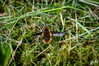 Dateiname=dDSCKR_3858.jpg
Dateigröße=1068KB
Abmessungen: 1200x800
hinzugefügt am: 16. April 2024 dDSCKR_3858.jpg