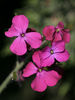 Dateiname=lila-Blume-01-Kopie_Kopie.jpg
Dateigröße=261KB
Abmessungen: 575x766
hinzugefügt am: 11. Mai 2007 lila-Blume-01-Kopie_Kopie.jpg