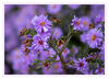 Dateiname=lila_Blumen_nass_02.jpg
Dateigröße=454KB
Abmessungen: 850x614
hinzugefügt am: 06. Oktober 2019 lila_Blumen_nass_02.jpg