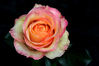 Dateiname=nasse_Rose_02_geschärft_01.jpg
Dateigröße=306KB
Abmessungen: 850x567
hinzugefügt am: 30. September 2007 nasse_Rose_02_geschärft_01.jpg