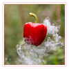 Dateiname=paprika.jpg
Dateigröße=937KB
Abmessungen: 1200x1200
hinzugefügt am: 15. August 2024 paprika.jpg