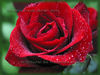 Dateiname=rote_Rose_nass_4!!_Kopie.jpg
Dateigröße=248KB
Abmessungen: 900x675
hinzugefügt am: 20. Dezember 2006 rote_Rose_nass_4!!_Kopie.jpg