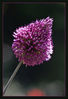 Dateiname=zierliches_blümchen_erblüht.jpg
Dateigröße=278KB
Abmessungen: 584x850
hinzugefügt am: 02. September 2010 zierliches_blümchen_erblüht.jpg