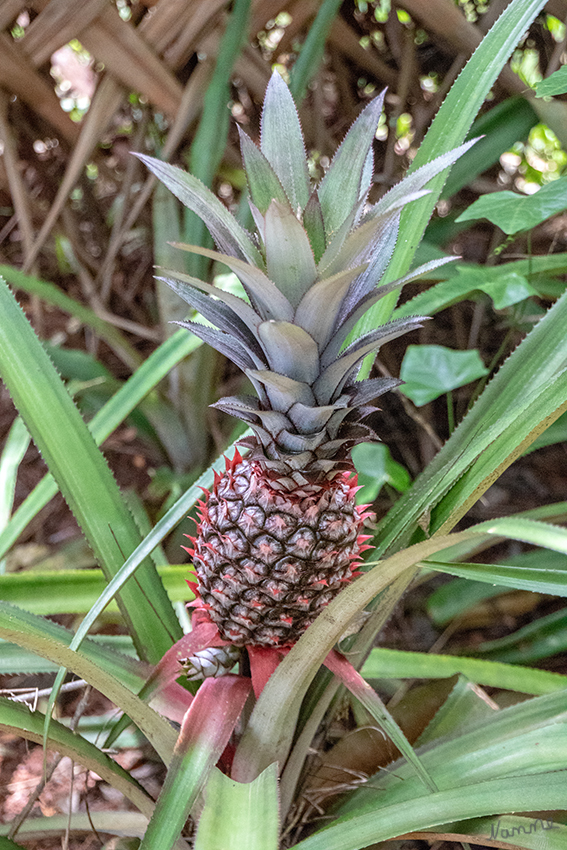 Rote Ananas
Schlüsselwörter: Sri Lanka,  