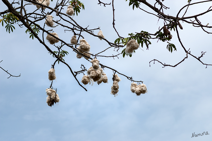 Kapokbaum
Ein einzelner Baum liefert pro Jahr ungefähr 20 kg reine Fasern. Ohne weitere Behandlung können diese als Füllmaterial für Rettungsringe und Schwimmwesten oder als Polster- und Isoliermaterial genutzt werden. laut Wikipedia
Schlüsselwörter: Sri Lanka,