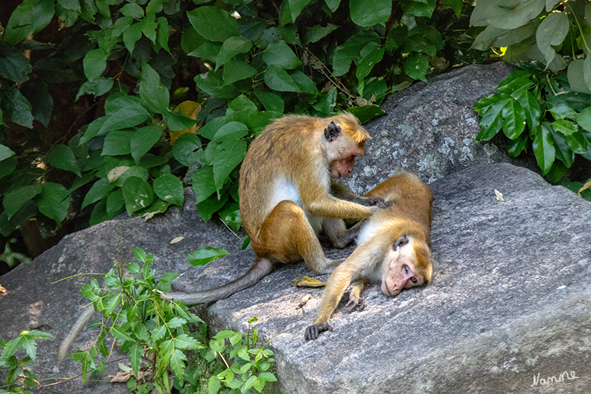 Yapahuwa - Tempelaffen
Der Ceylon-Hutaffe (Macaca sinica) ist eine Primatenart aus der Gattung der Makaken innerhalb der Familie der Meerkatzenverwandten (Cercopithecidae). Er ist auf Sri Lanka (früher Ceylon) endemisch. Seinen Namen verdankt er ebenso wie der nahe verwandte Indische Hutaffe der auffälligen Haarkrone auf dem Kopf. laut Wikipedia
Schlüsselwörter: Sri Lanka, Affe