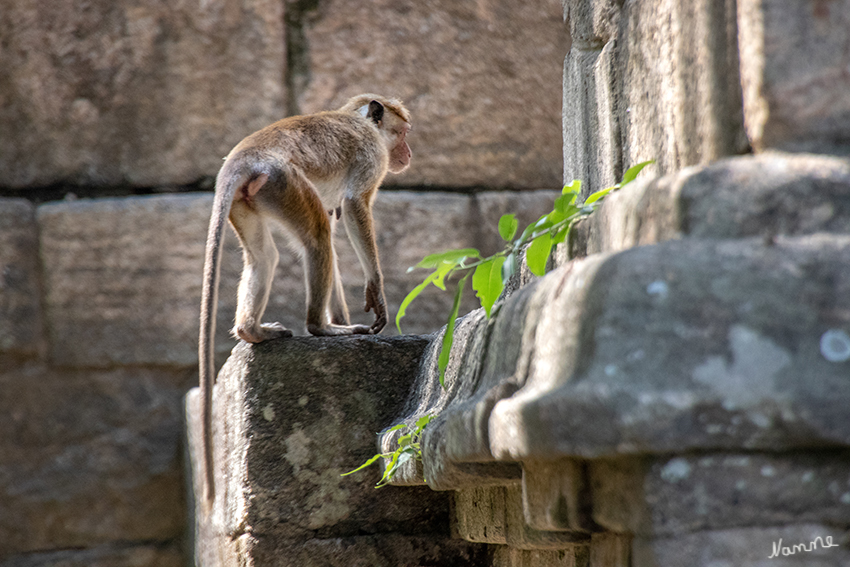 Yapahuwa - Tempelaffen
Ceylon-Hutaffen haben sich zu einem gewissen Grad an die Menschen angepasst, sie plündern manchmal Plantagen und Felder. laut Wikipedia
Schlüsselwörter: Sri Lanka, Affe