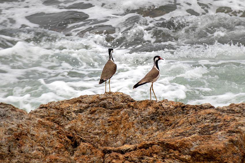 Galle - Rotlappenkiebitz
(Vanellus indicus) ist ein mittelgroßer Watvogel in der Familie der Regenpfeifer (Charadriidae). Es werden vier Unterarten unterschieden. Die Unterart Vanellus indicus lankae (Koelz, 1939) ist auf Sri Lanka verbreitet. laut Wikipedia
Schlüsselwörter: Sri Lanka, Galle