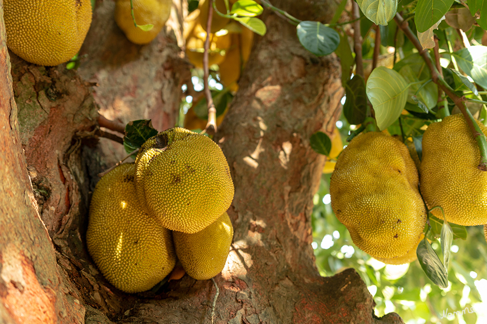 Yakfrucht
Der Jackfruchtbaum ist eine Pflanzenart in der Familie der Maulbeergewächse. Die Frucht wird Jackfrucht, auch Jackbaumfrucht, Jakobsfrucht, im brasilianischen Portugiesisch Jaca und auf Malaiisch Nangka genannt. Wikipedia
Schlüsselwörter: Sri Lanka, Yakfrucht