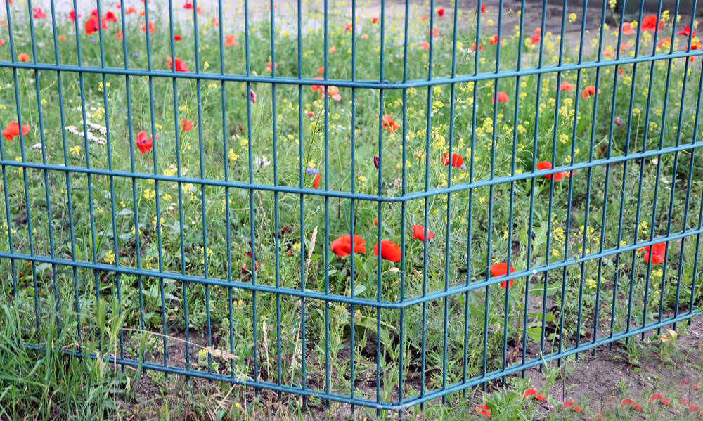 Fotoausflug am 24.06 2021 "Blümchen hinter Gittern"
Elise
Schlüsselwörter: 2021