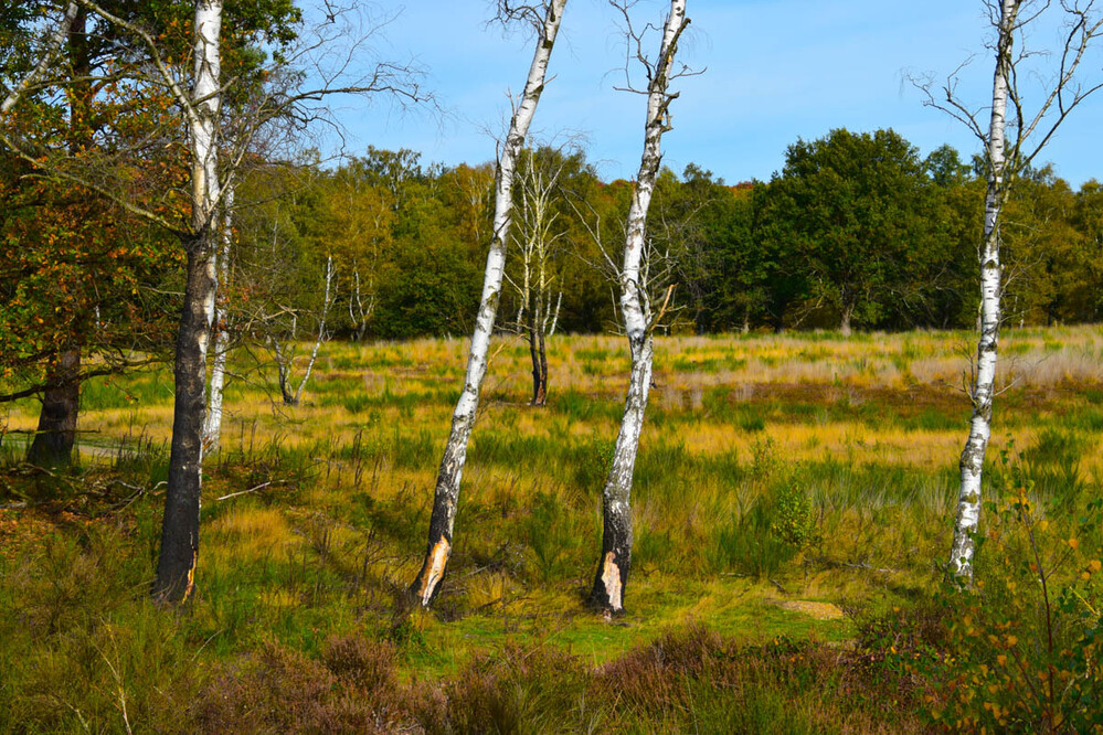 Nationalpark De Meinweg "Birken"
Verena
Schlüsselwörter: 2022