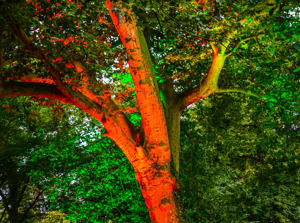 Lichtfestival Schloss Dyck Baum in Rot
Verena
Schlüsselwörter: 2021